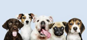 perritos